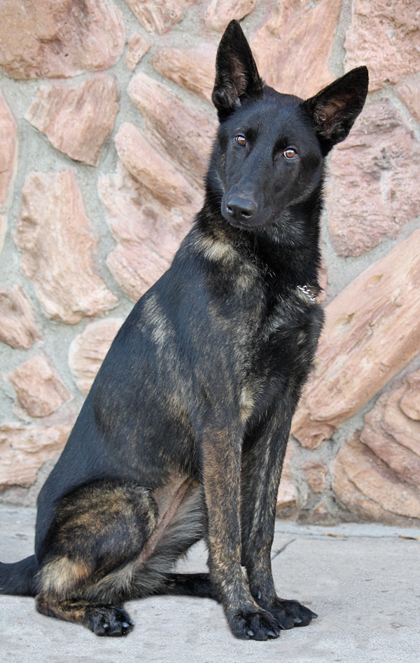 Westside German Shepherd Rescue of Los Angeles